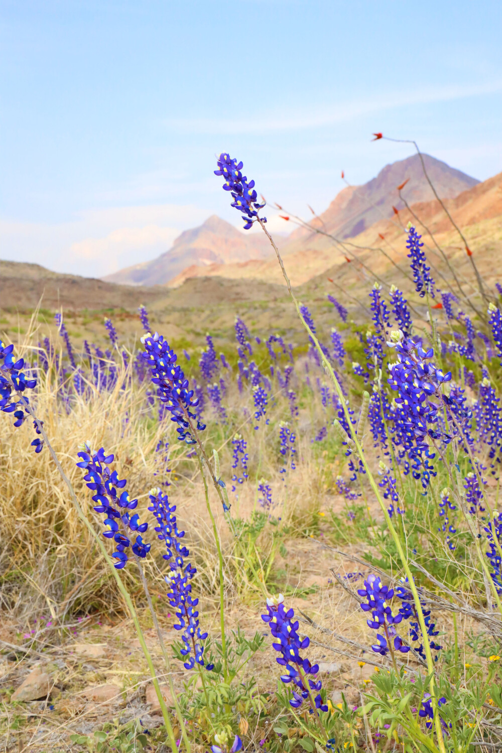 Chisos Mountains Bluebonnets