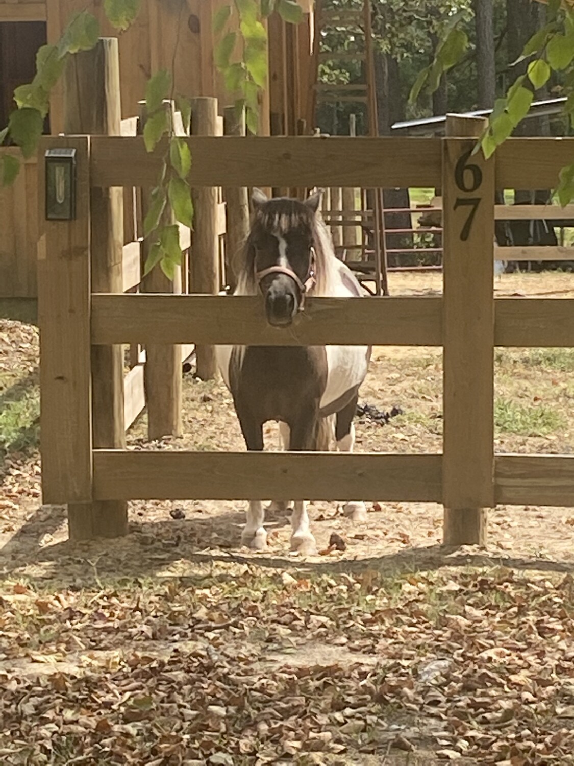 Dixie in her new world