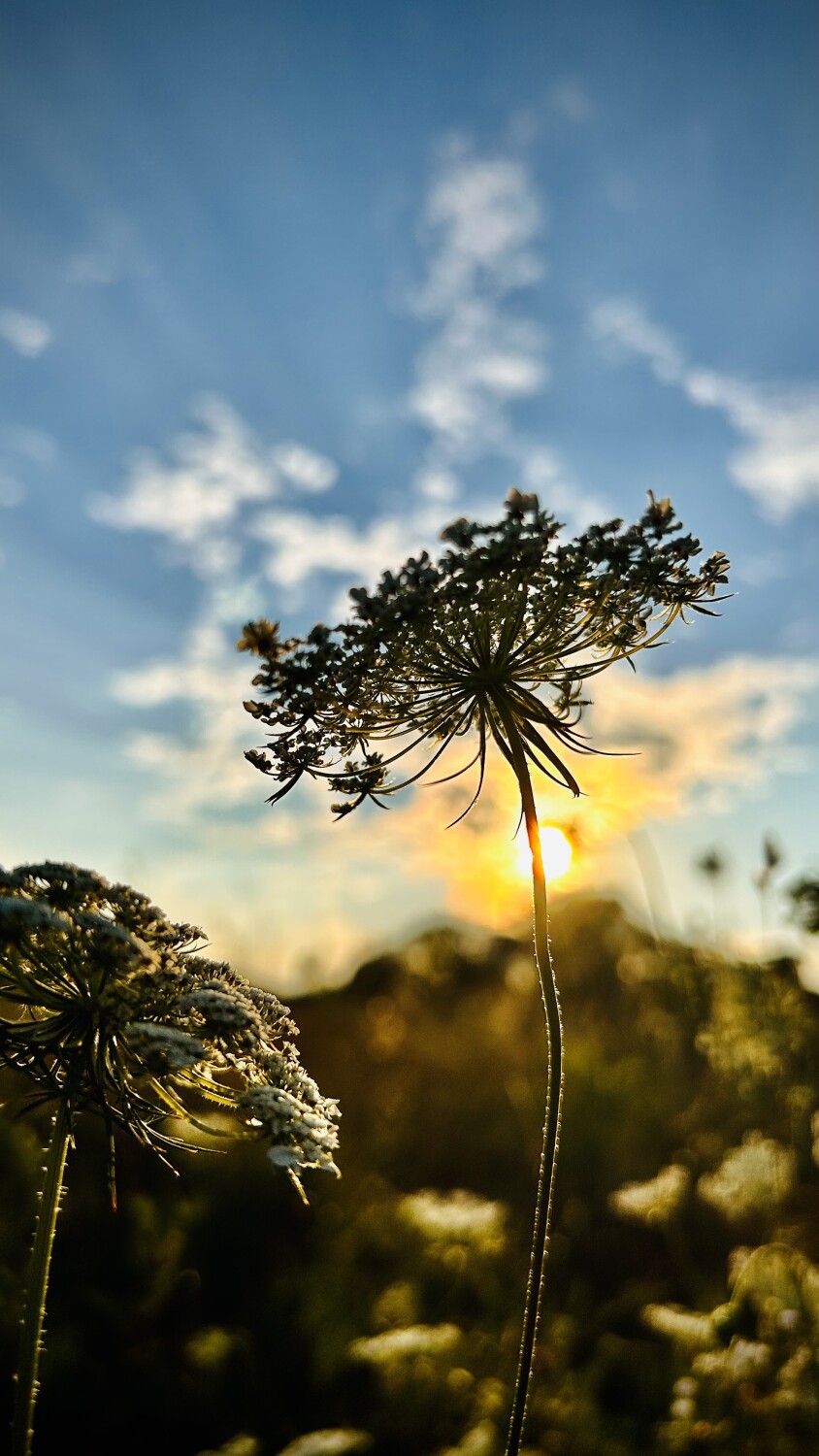 “An evening among the lace”