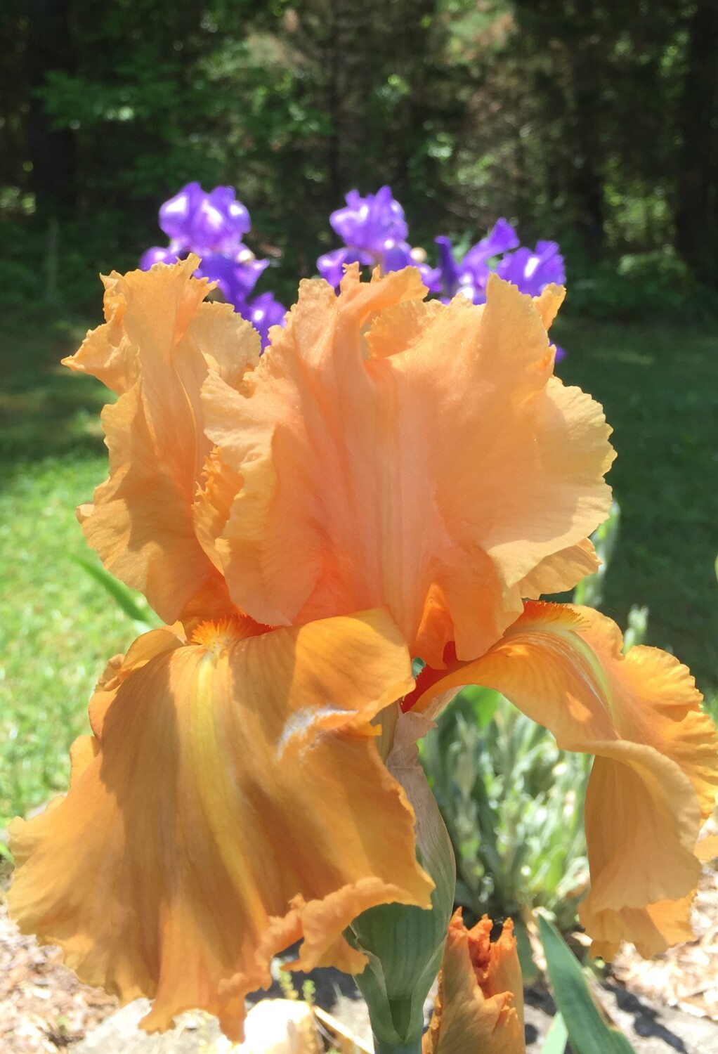 Orange iris