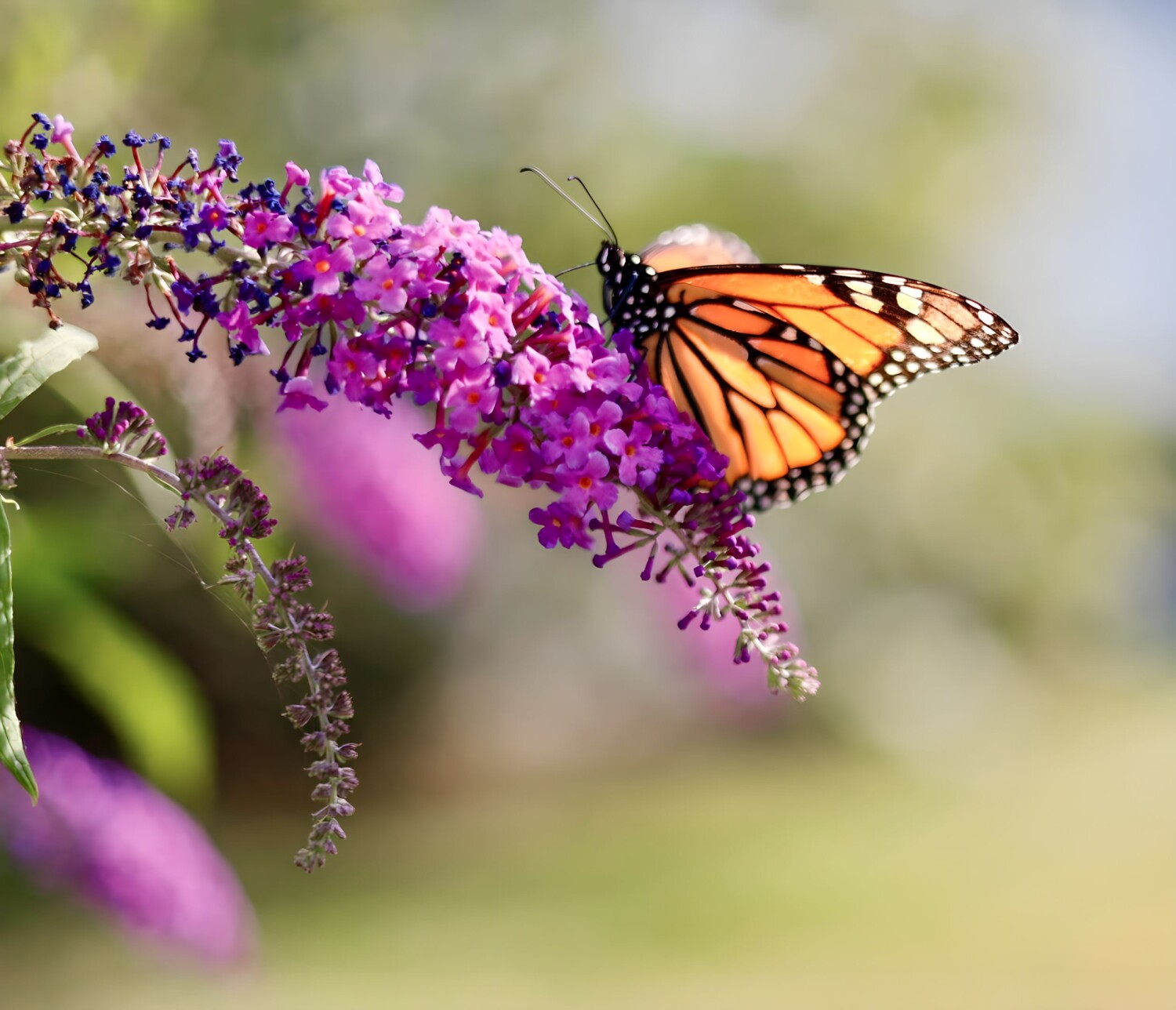 Monarch Butterfly on Butterfly Bush