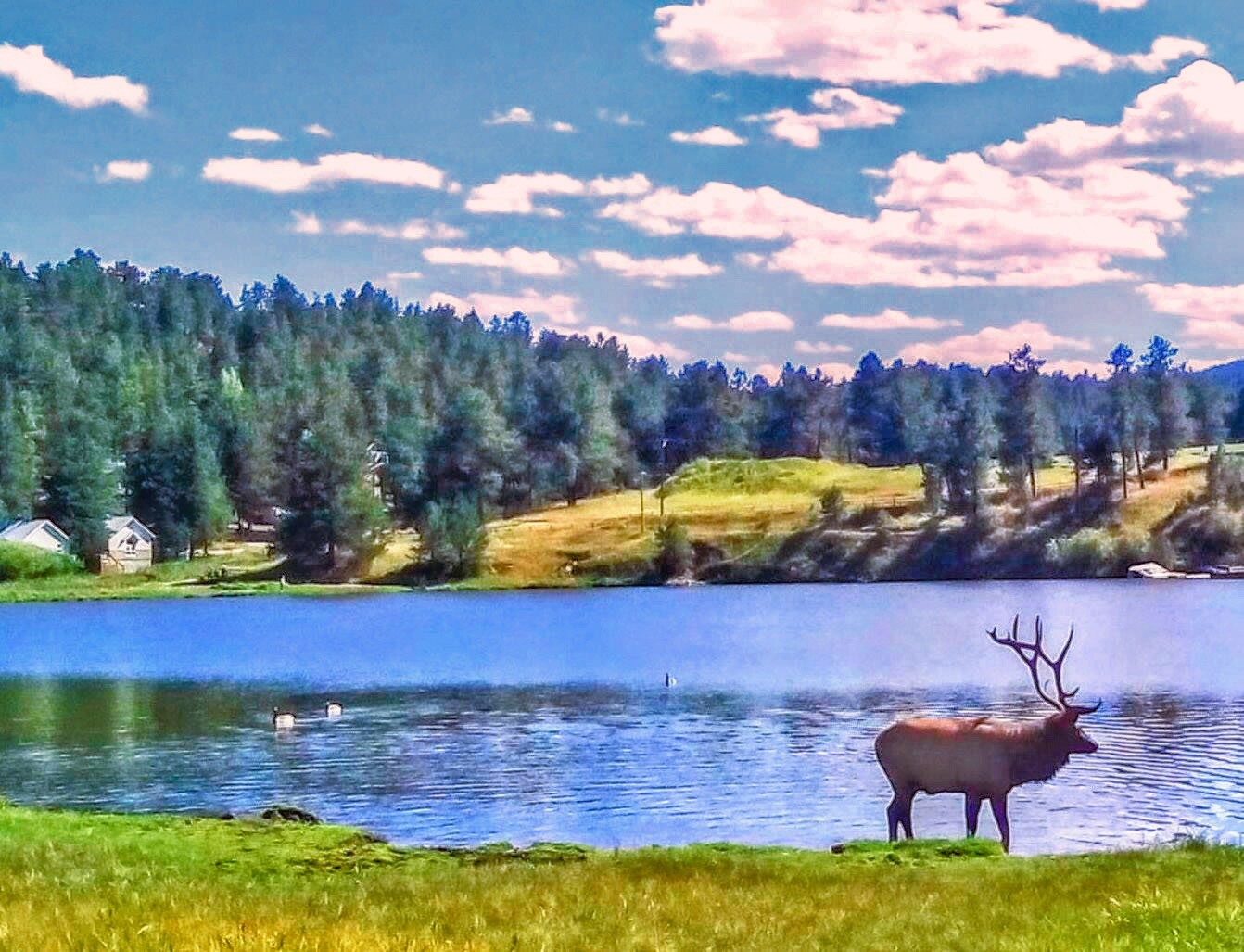 Elk at Evergreen Lake