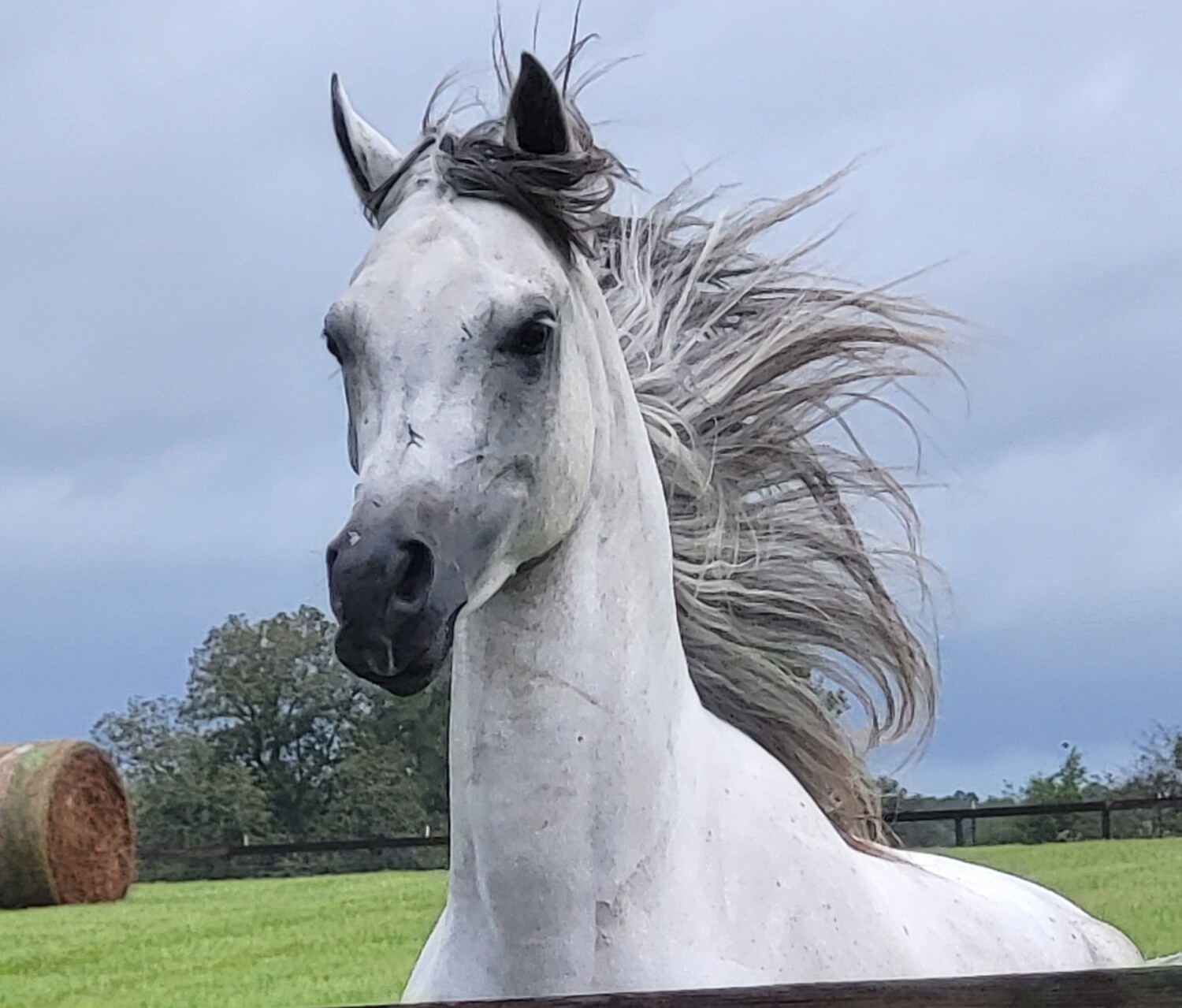 Majestic Arabian Horse!