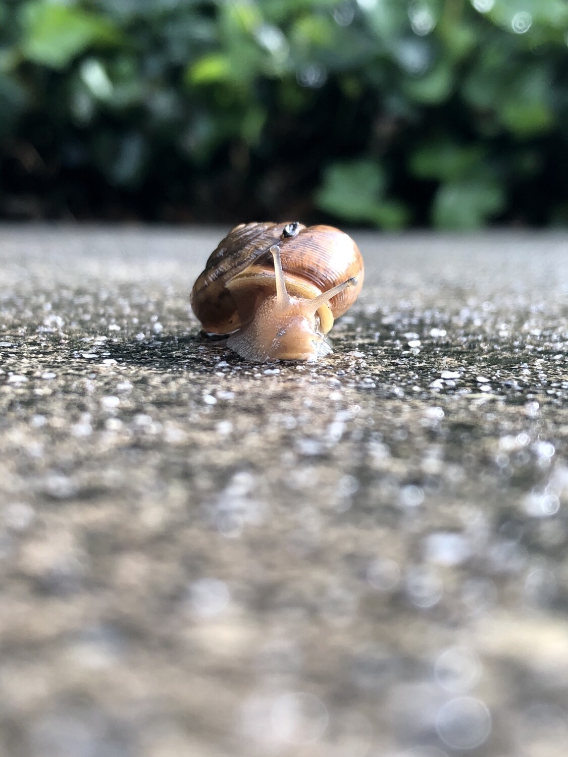 The Beauty After a Texas Storm