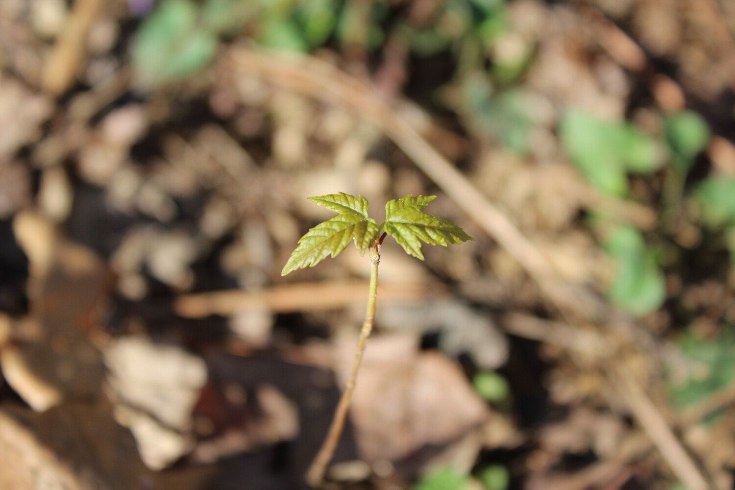 First Sign of Spring