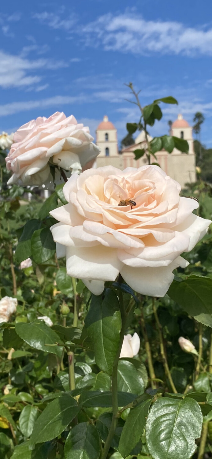 Rose Garden in Santa Barbara