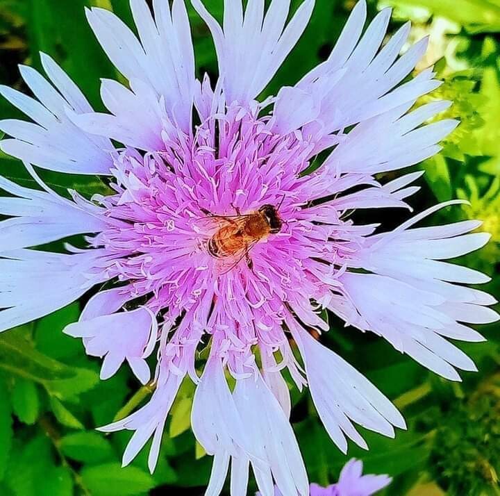 A worker bee in the field