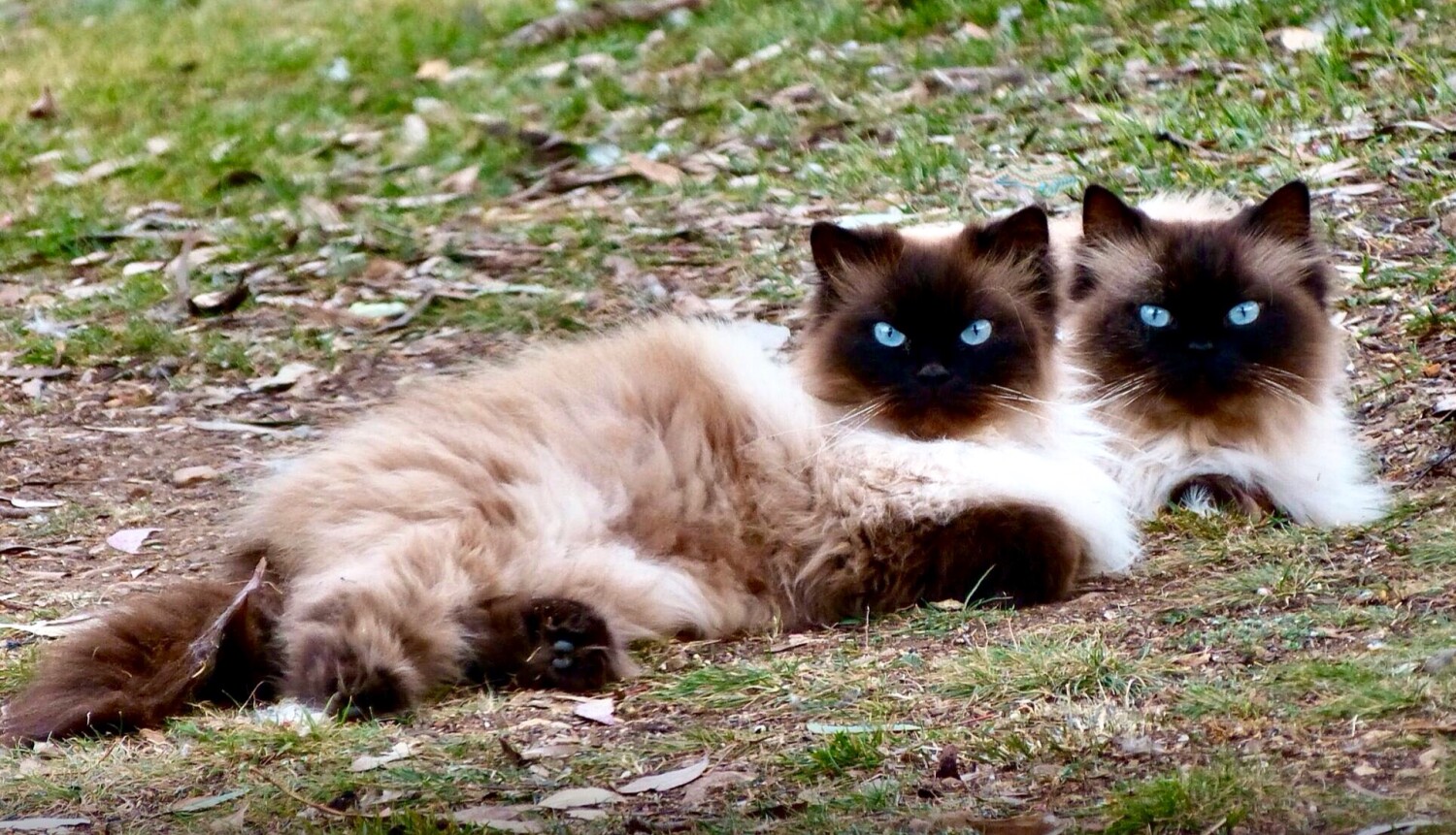 Basil and his brother Boots