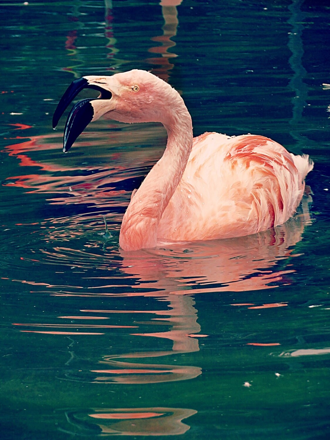 Flamingo Water Colored
