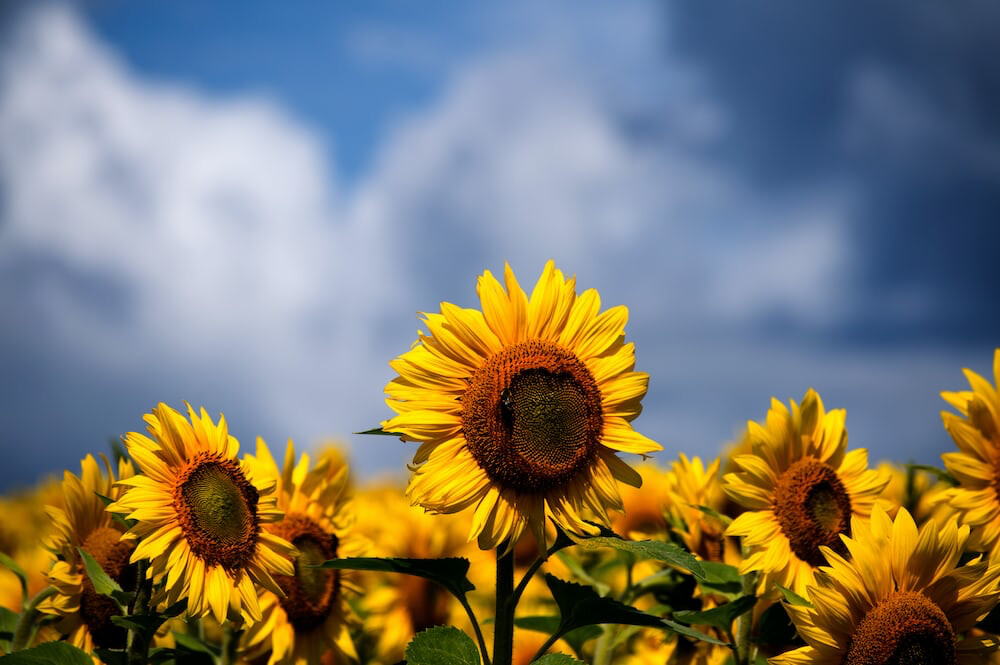 Sunflowers