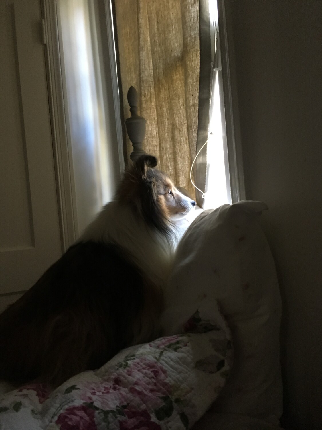 Lola’s always watching!