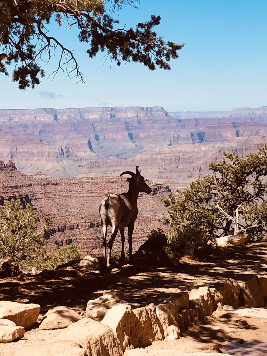 Big Horn at Grand Canyon