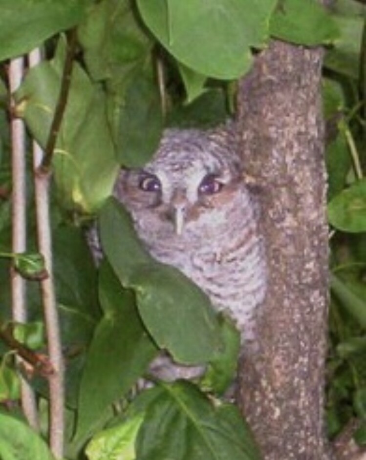 New Life in the Lilac