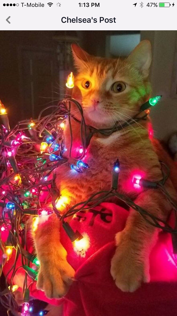 Bunky Christmas lights