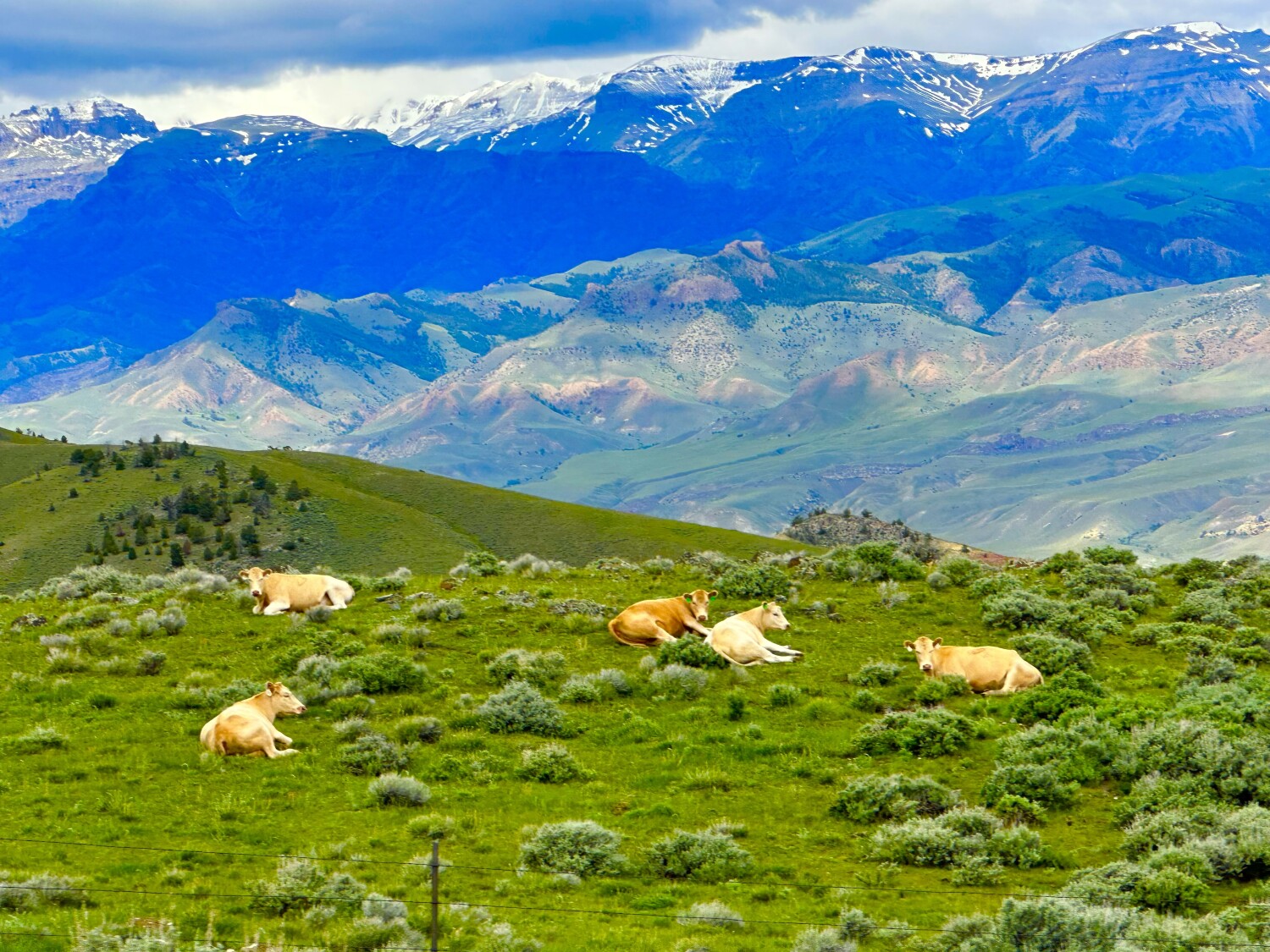 Cows of South Fork Rd.