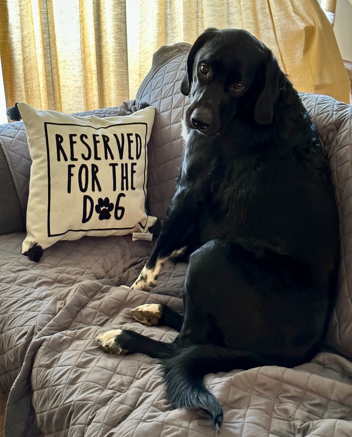 Oscar's sofa