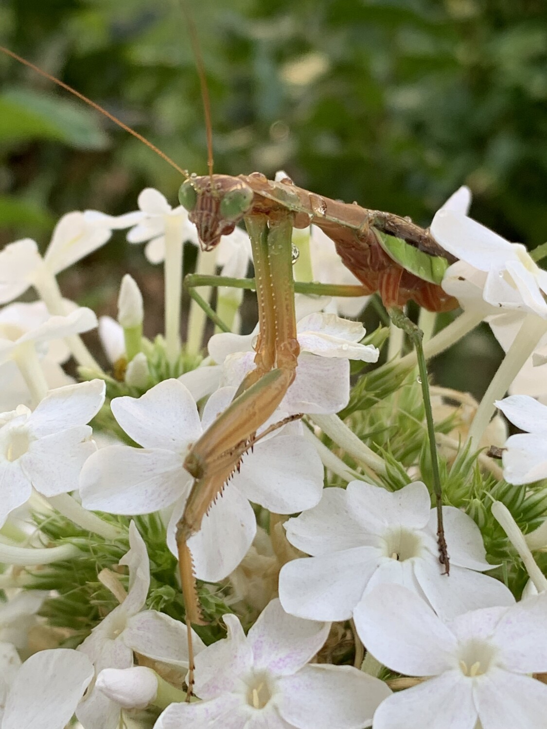 Green eyes and phlox