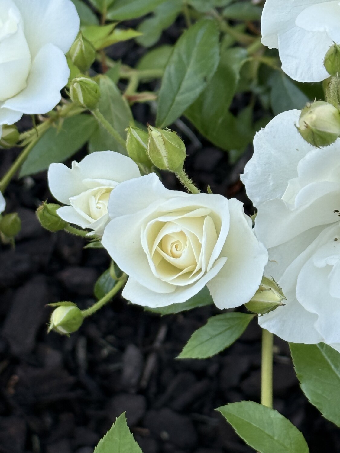 A White Rose