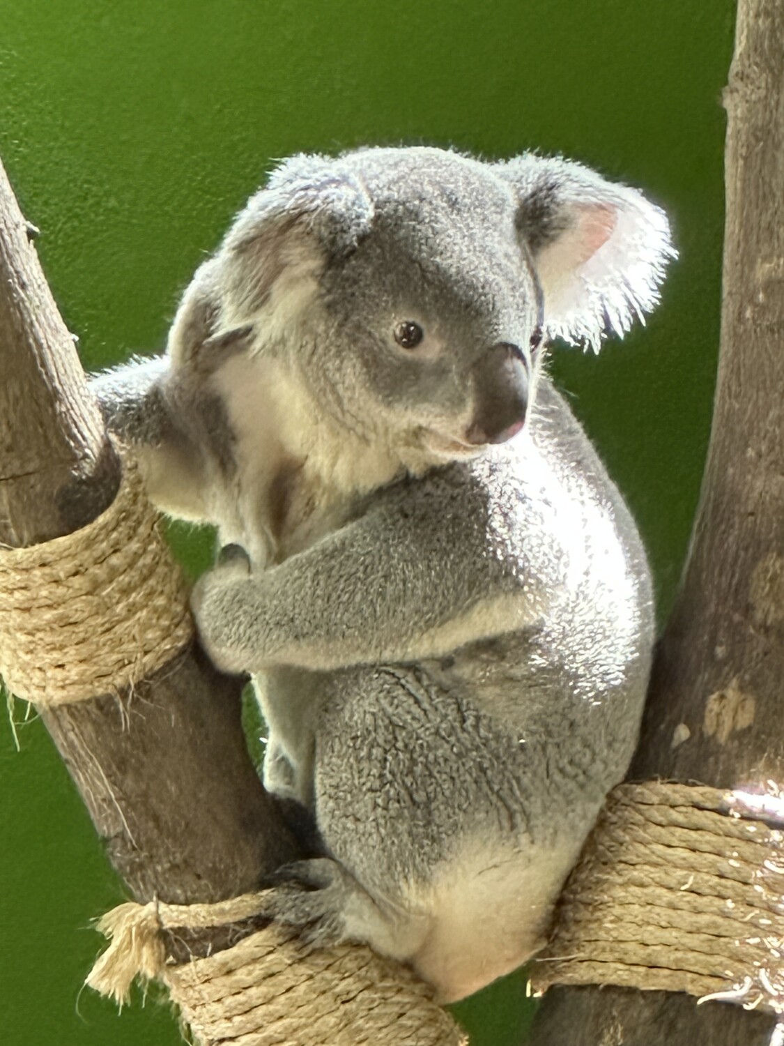 Koala at the Riverbanks Zoo