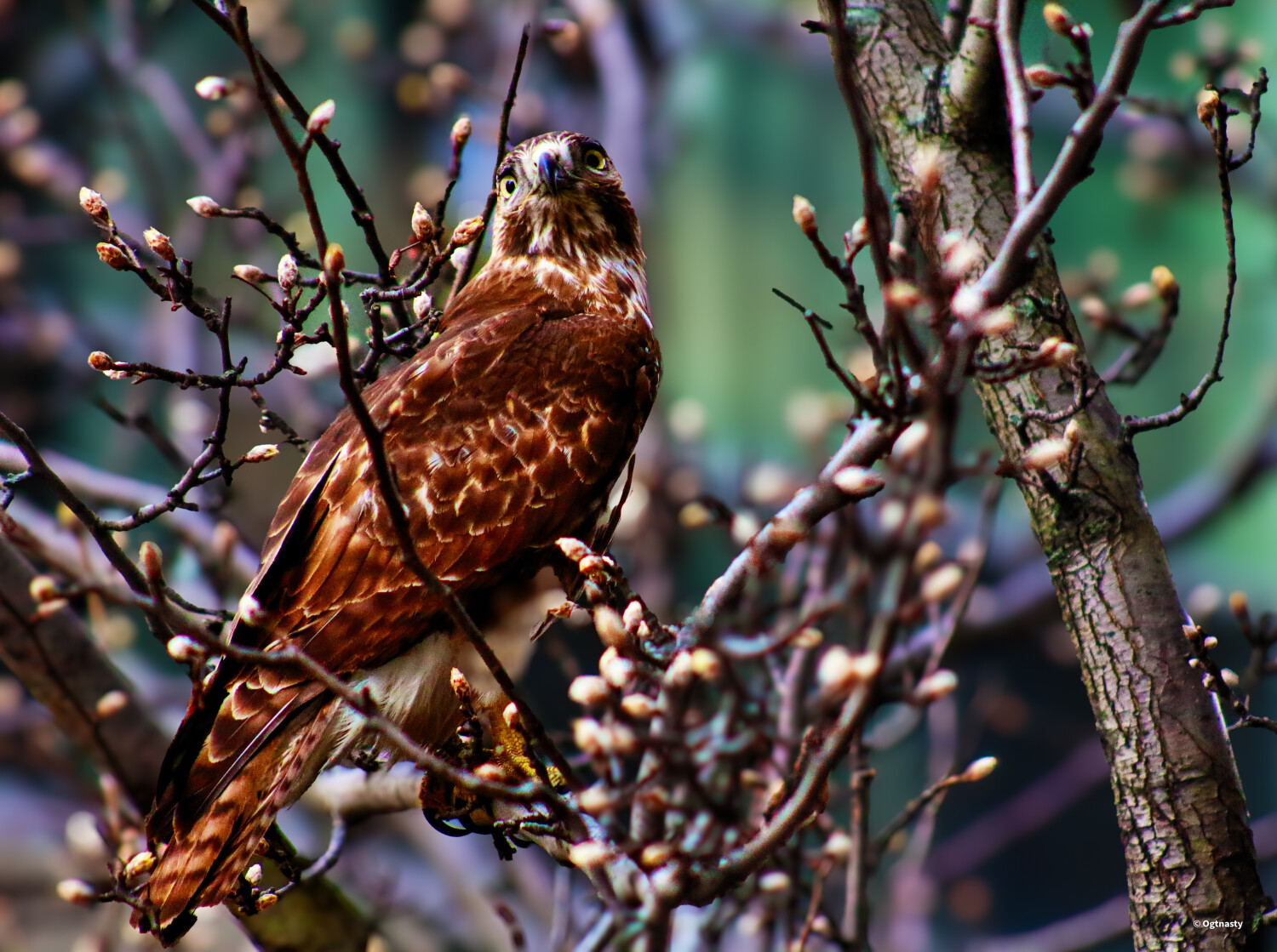 Hawk Eyes