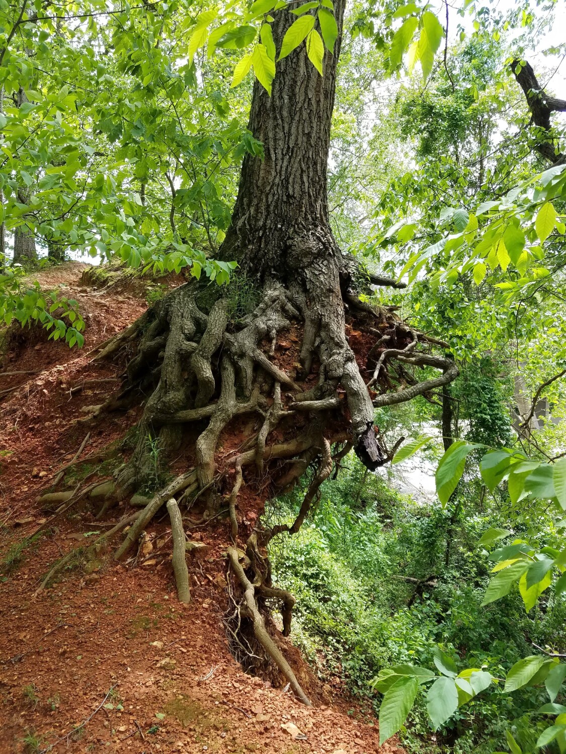 Deeply rooted