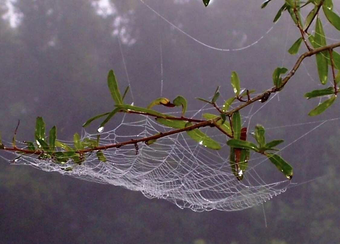 Early Morning Dew Web