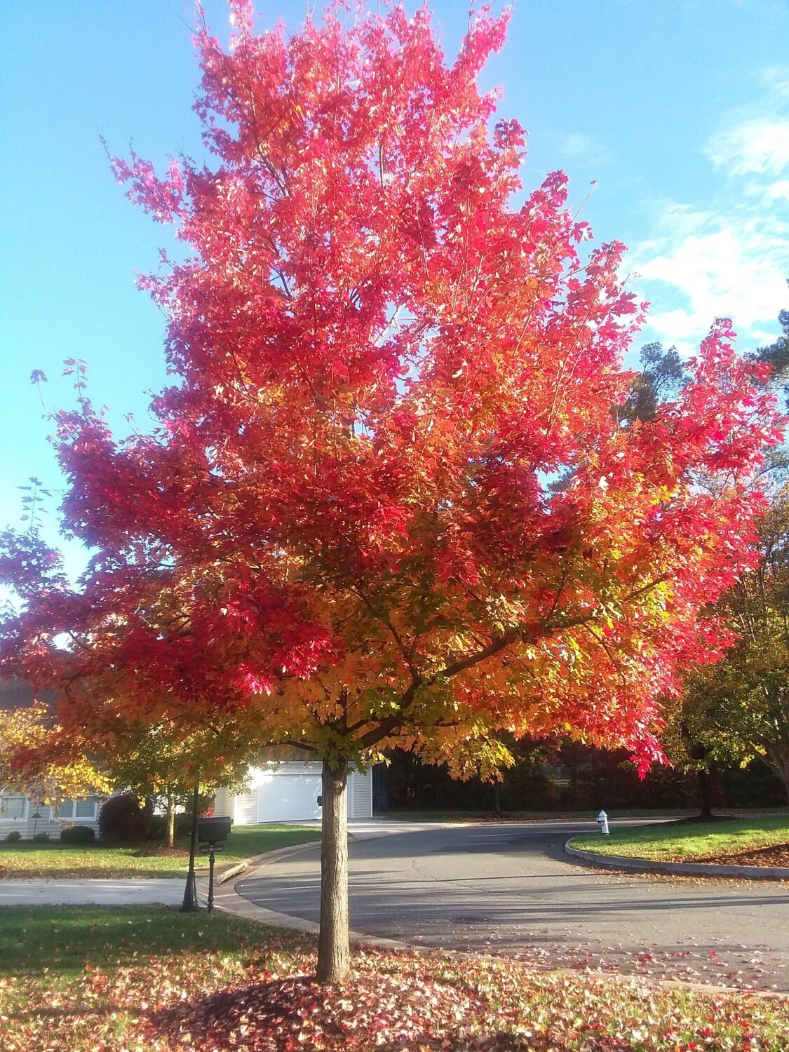 Spectacular autumn colors