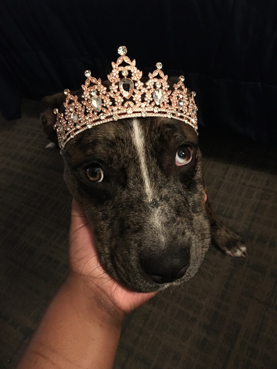 Jahx the Pretty Princess