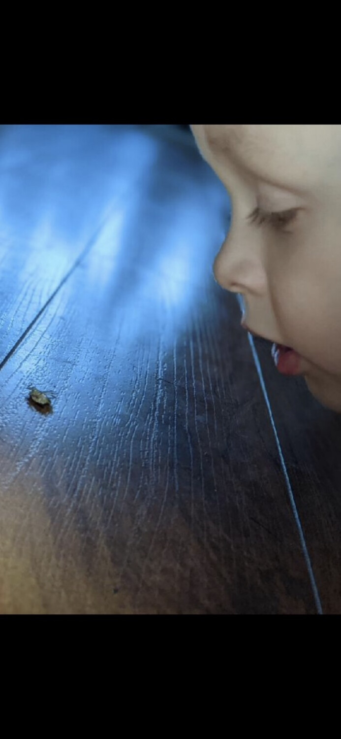 Mesmerized by an insect…