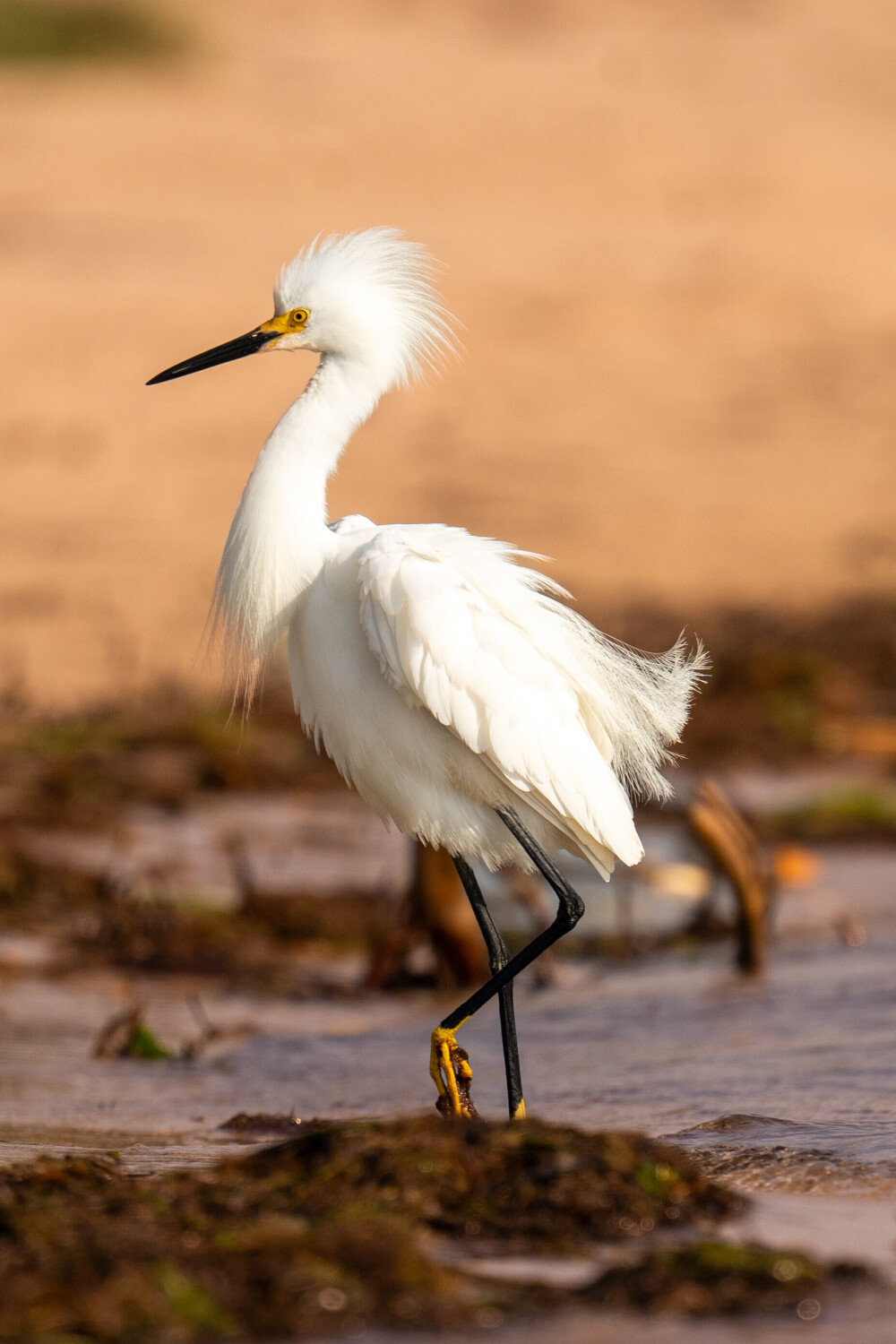 Elegance on the Edge