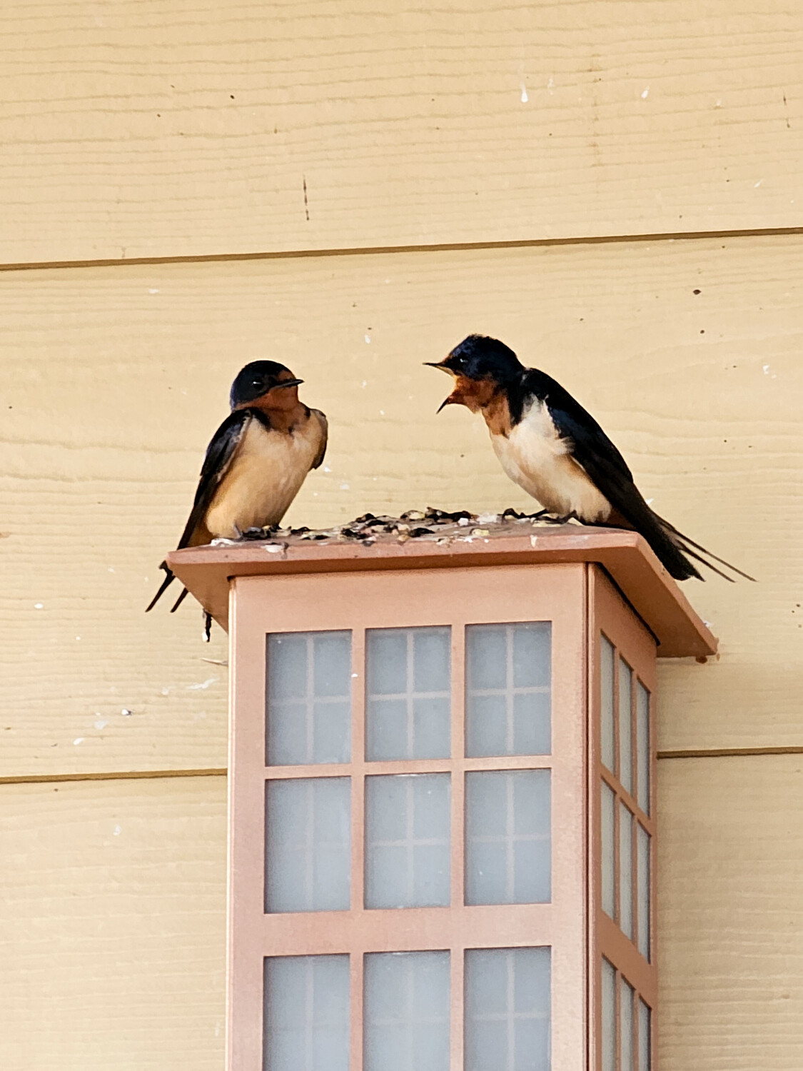 argument in broad daylight