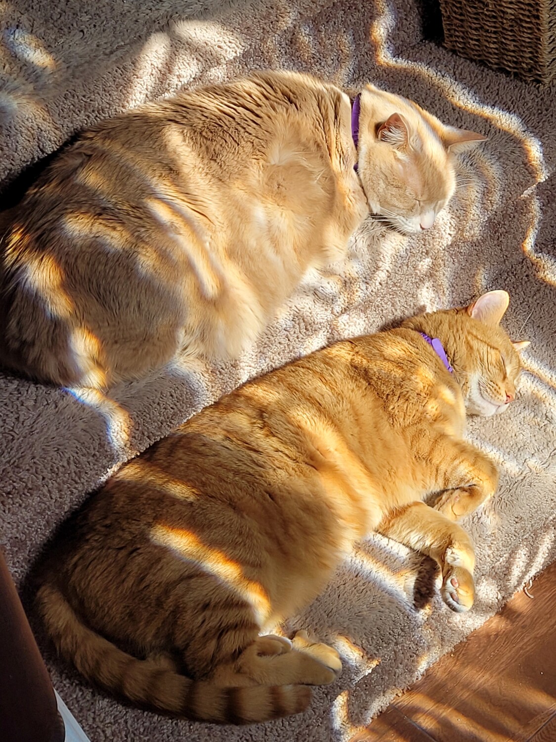 Brothers from different Mothers