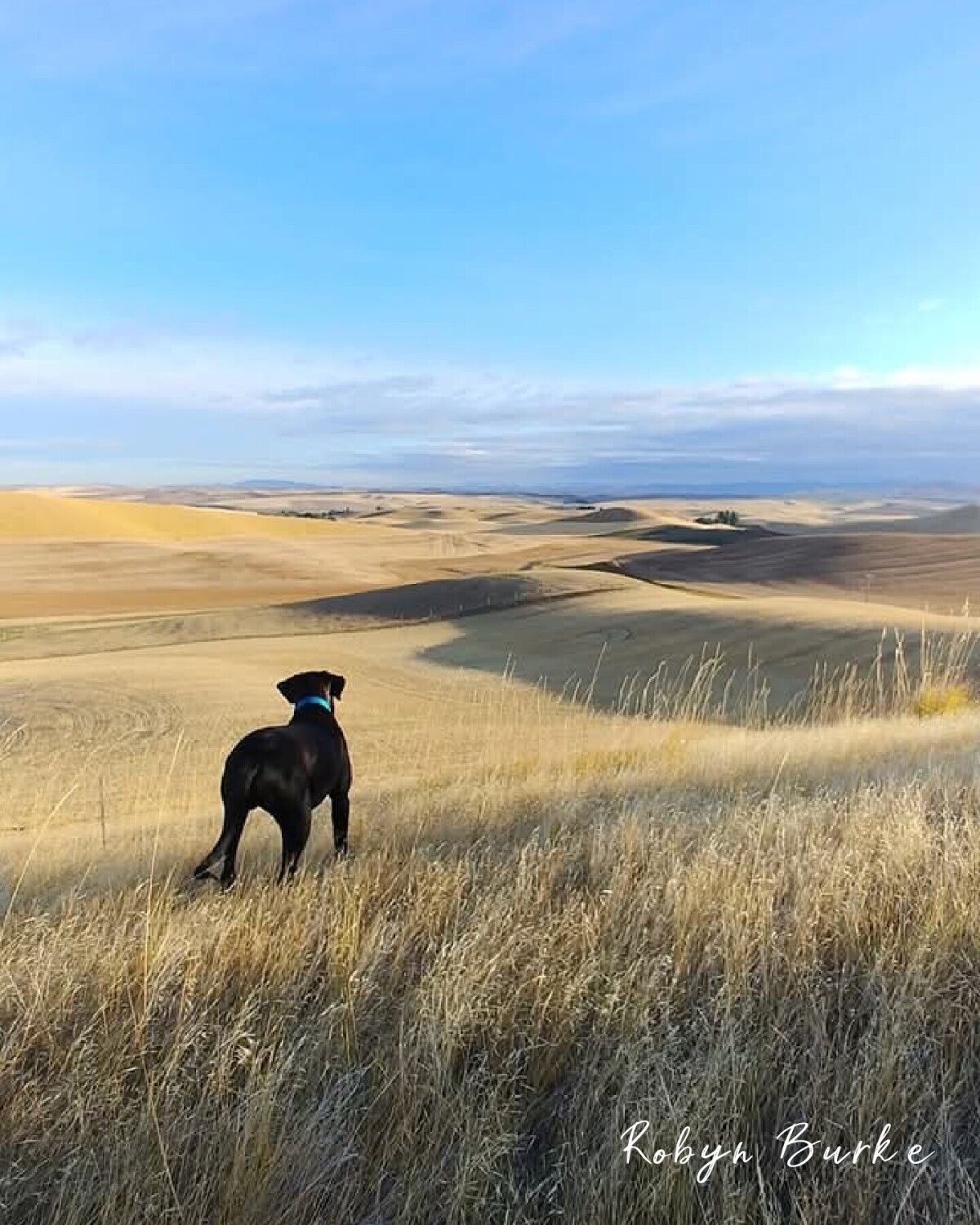 Coop in the Palouse