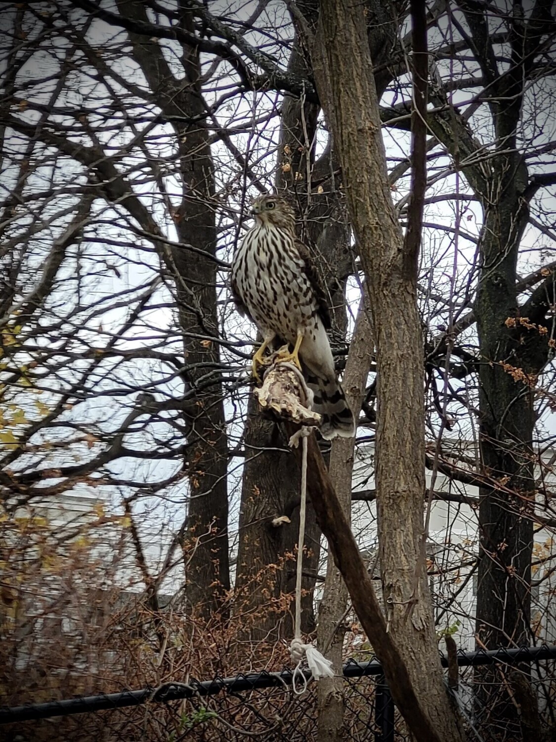 Coopers Hawk
