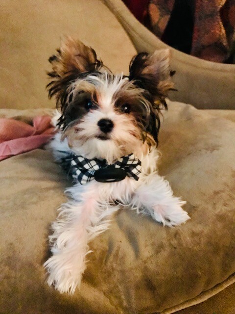 Wolfie aka Wolfgang Amadorable Mozbark