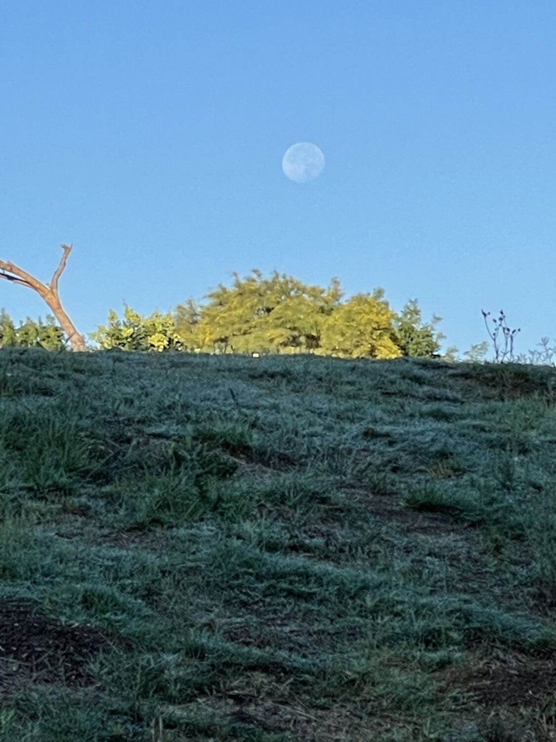 The moon over the tree.