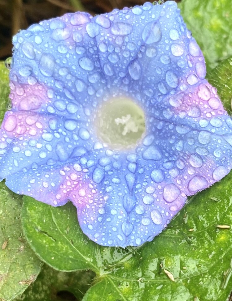 Morning’s Glory