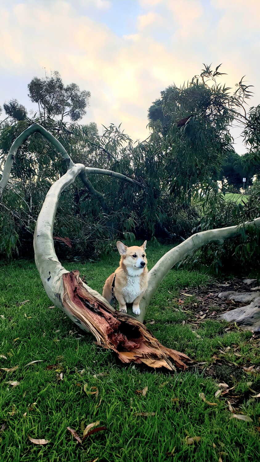 Ike - King of the jungle