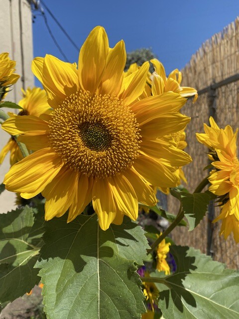 My Best Sunflower Photo
