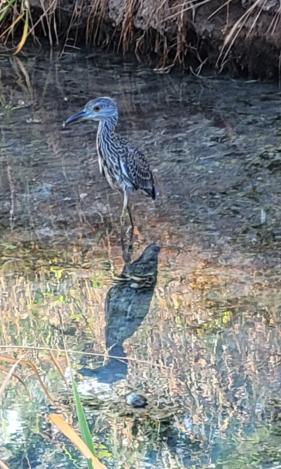 Cooper Springs Friend