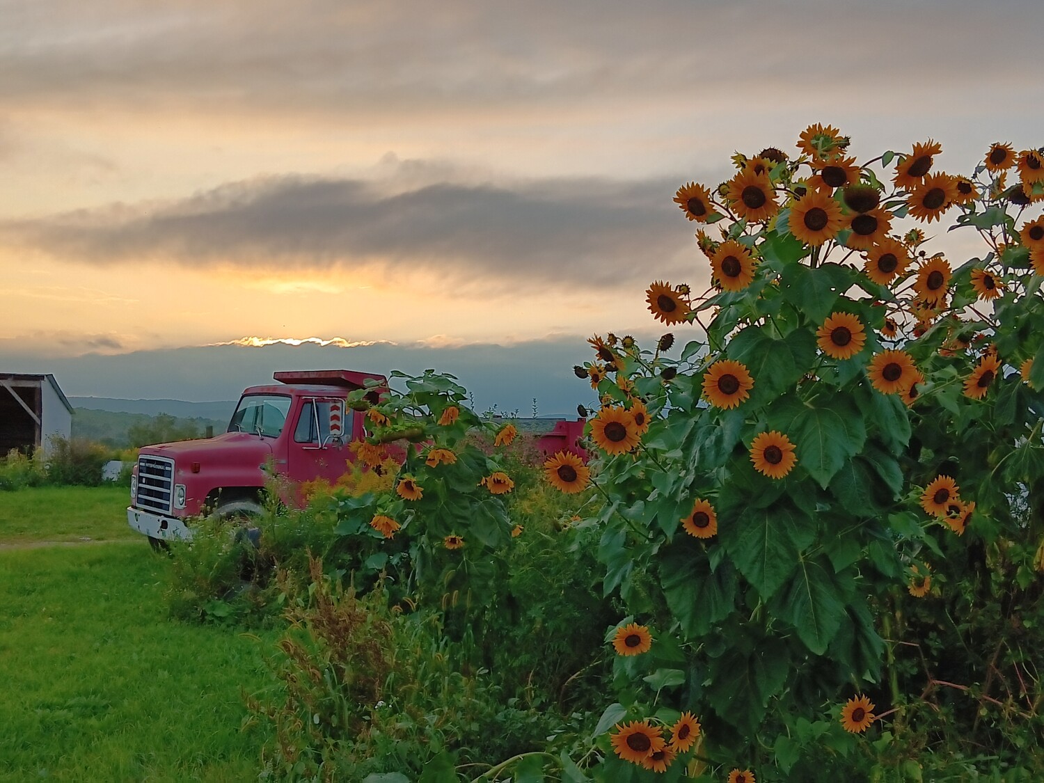 Sunflowers on the farm at sunset
