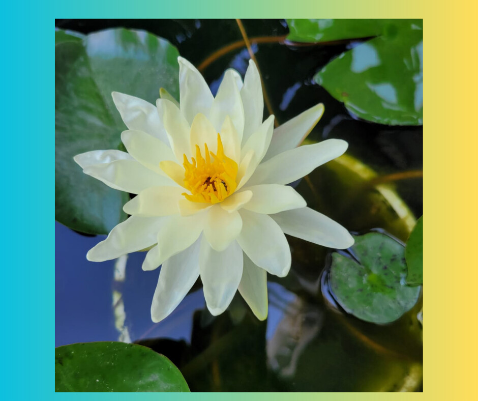 Water Lilly