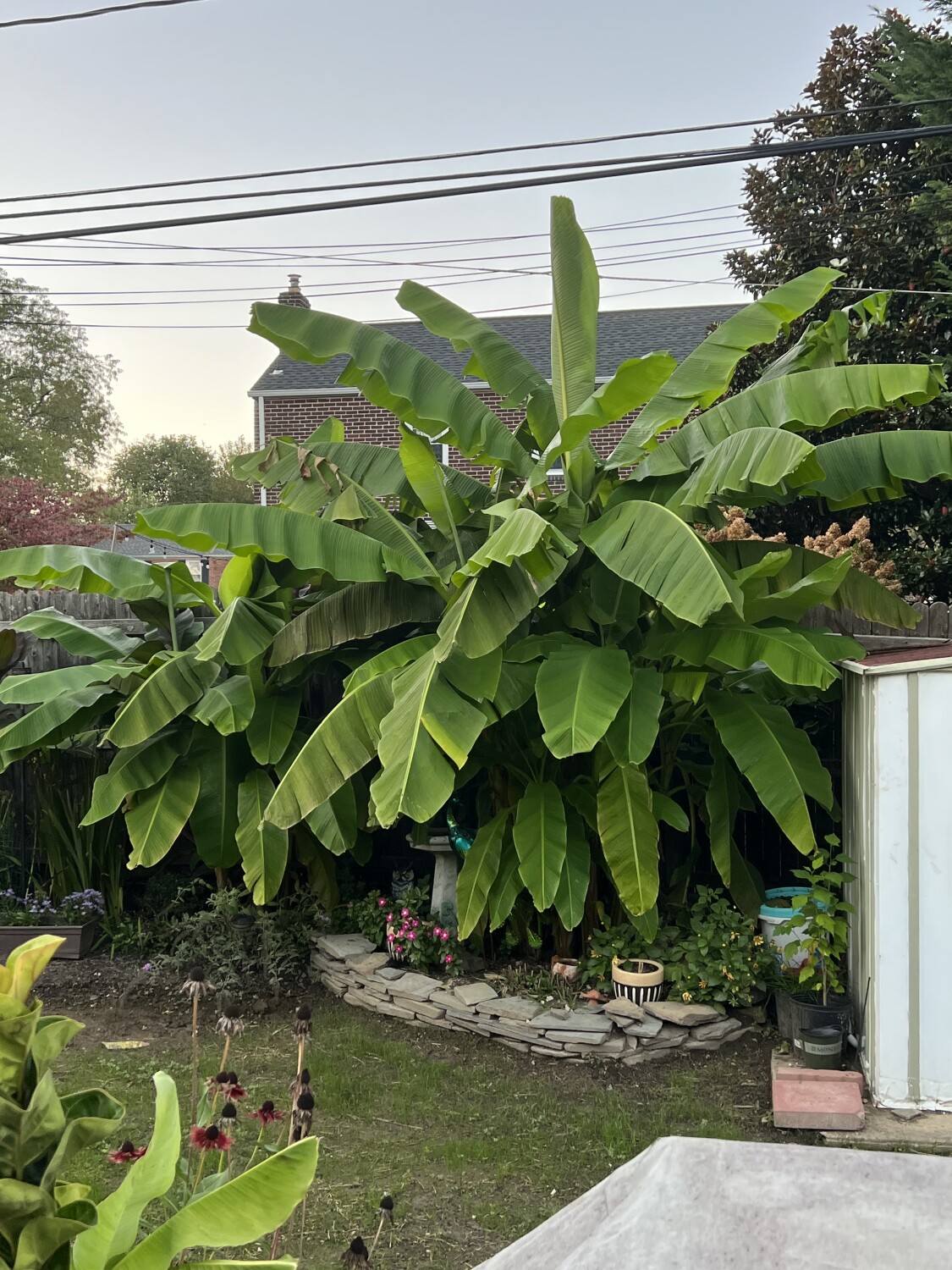 Banana Plant