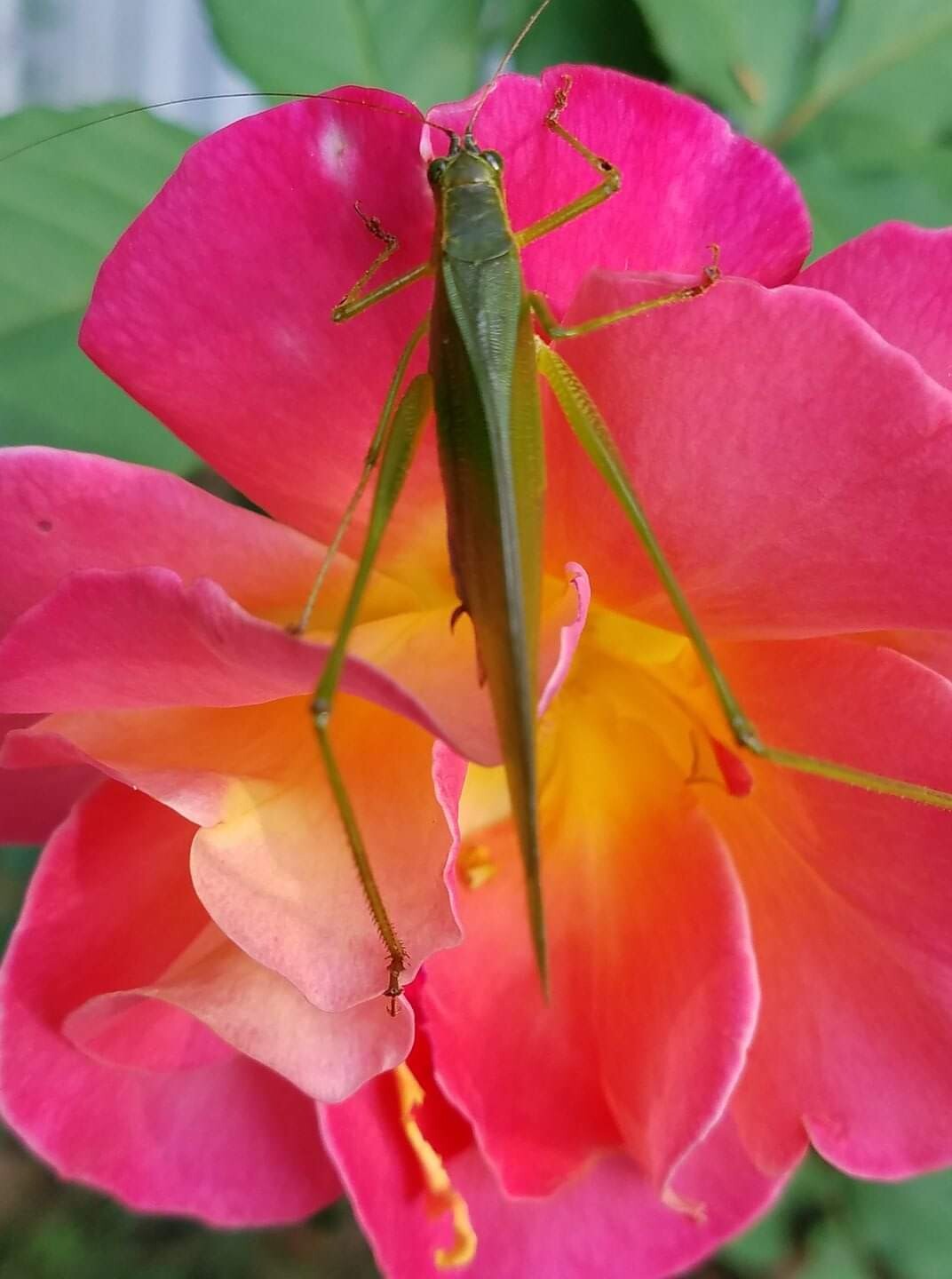 Take time to smell the roses