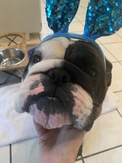 Easter Bunny dog