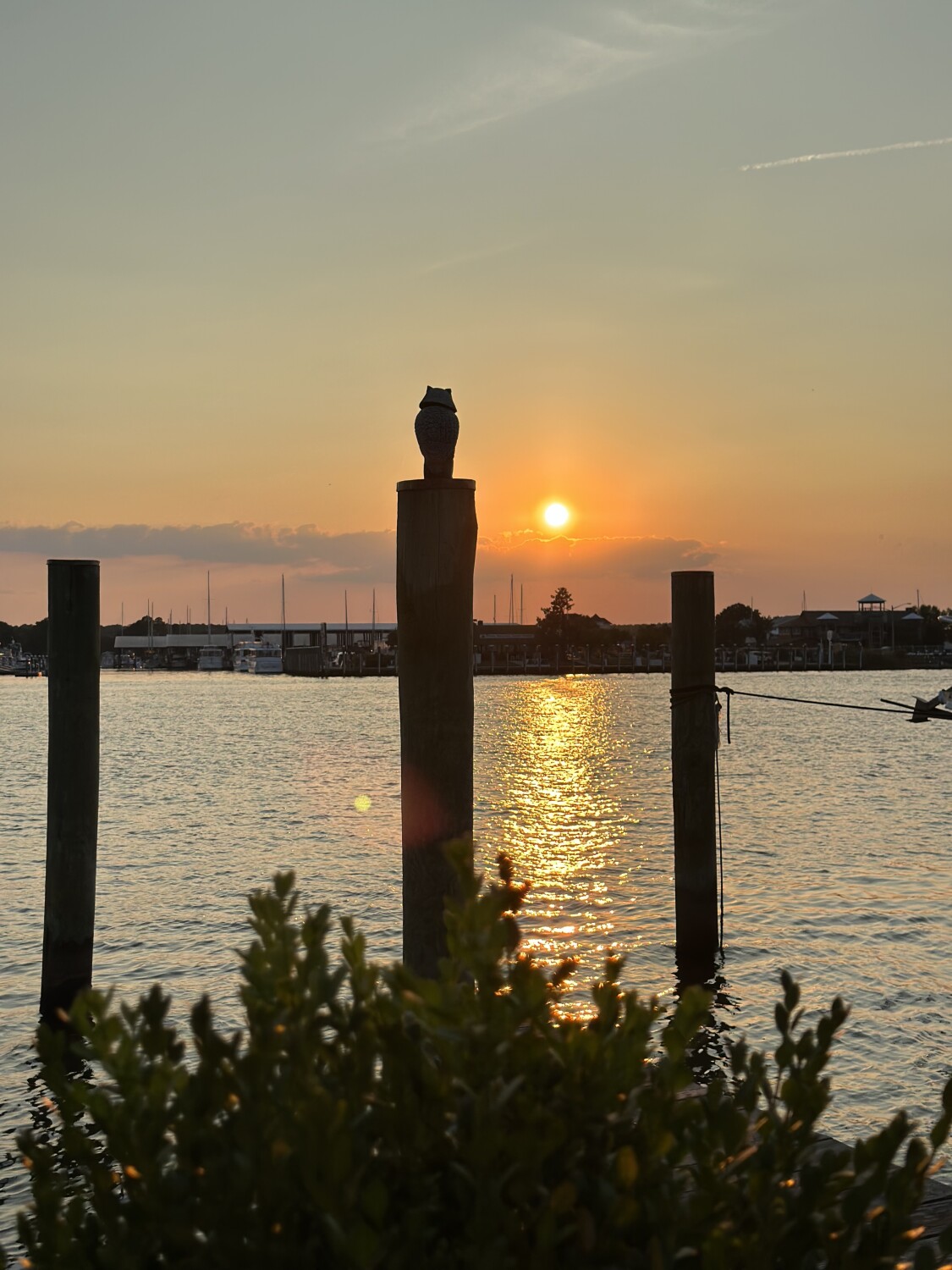 Owl see the sunrise.