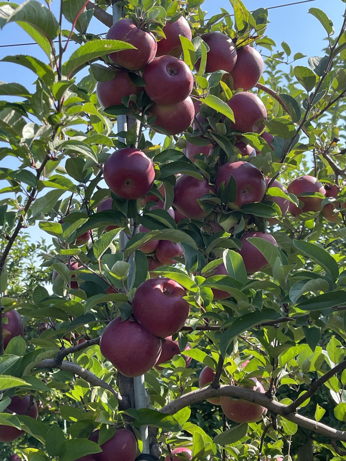 Apples the Adam and Eve forbidden fruit
