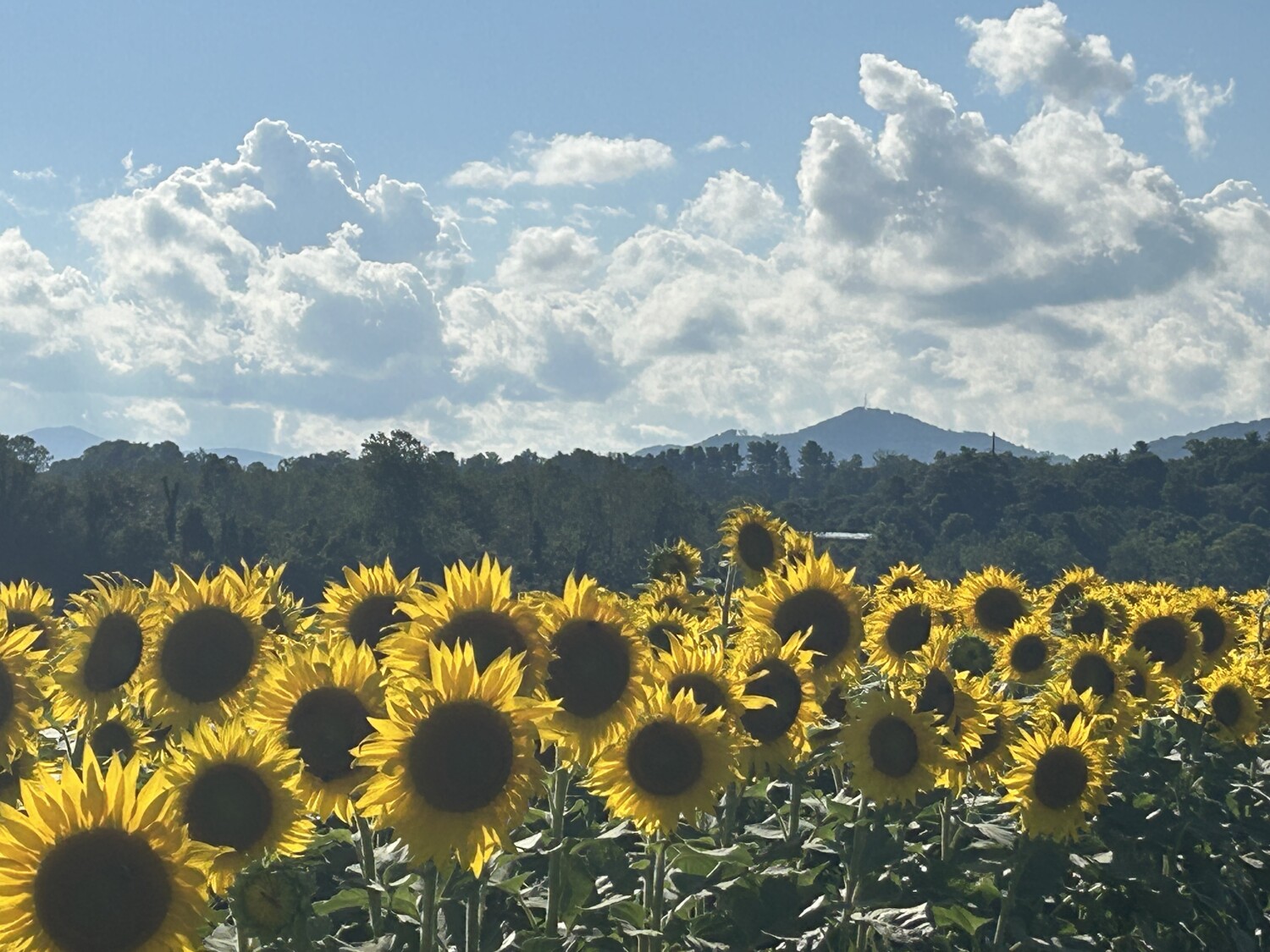 Sunflowers at Biltmore