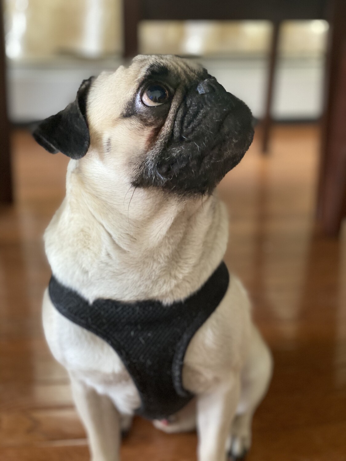 Isco the pug
