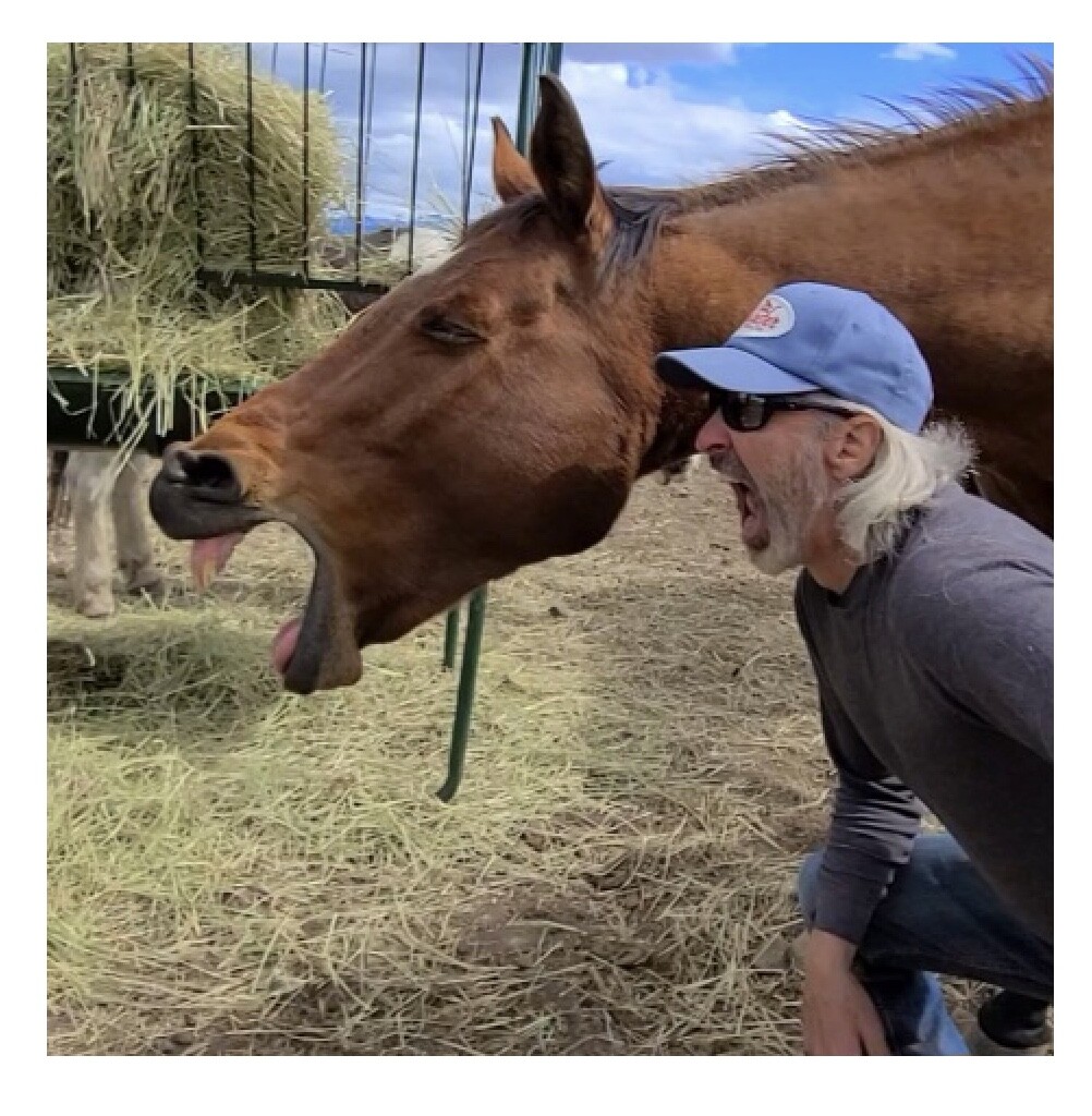 Damn steer got loose again